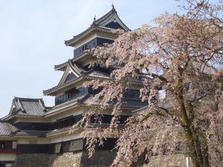 桜咲く松本城