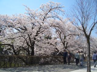 お堀沿いの桜もキレイ