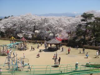 春日公園の桜と仙丈ヶ岳