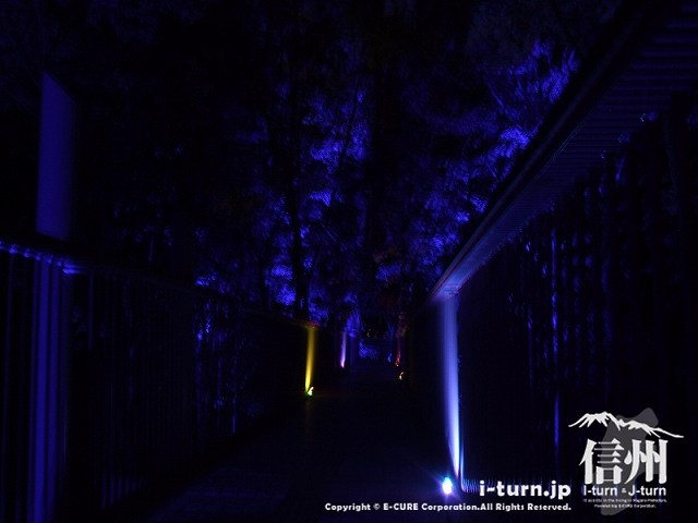 アルプスあかりの森　ブルーライトに照らされた空中回廊
