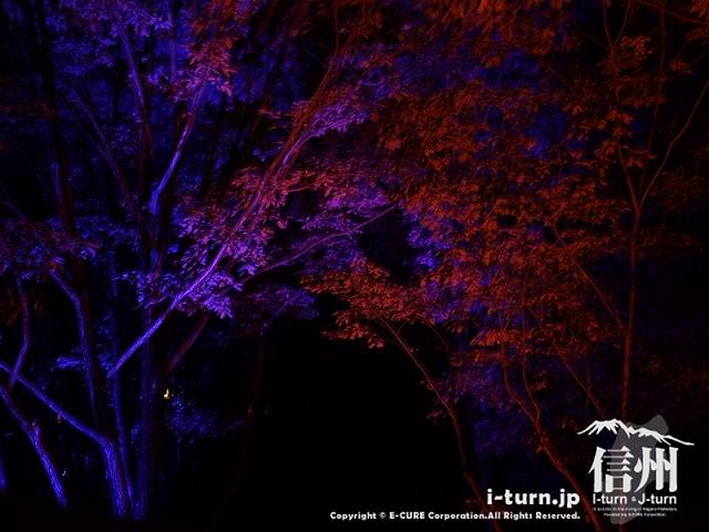アルプスあかりの森　樹冠ライトアップ(青と赤)