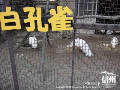 須坂市動物園の白孔雀