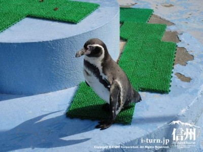 須坂市動物園のペンギン