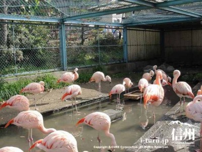 須坂市動物園のフラミンゴ