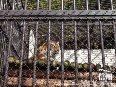 須坂市動物園のベンガルトラ