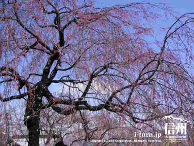 大講堂前のシダレ桜もまだ蕾