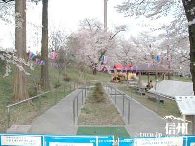 桜の時期の健康歩道