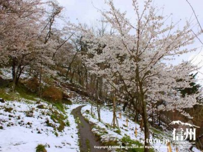 雪が降った桜並木