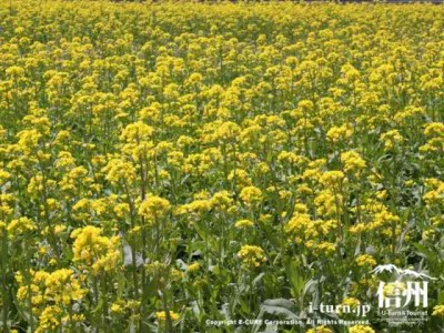 菜の花の黄色い絨毯