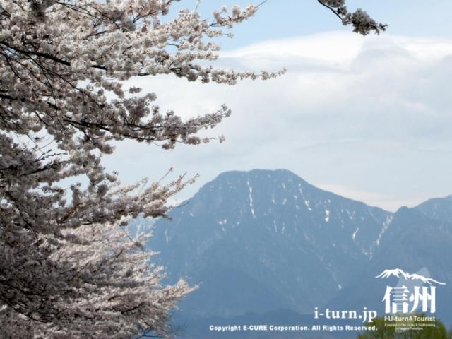 桜と有明山
