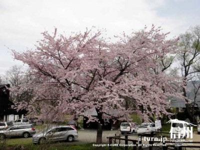百楽桜