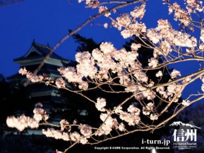 桜のバックに松本城