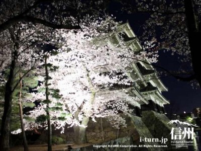 桜の奥に松本城