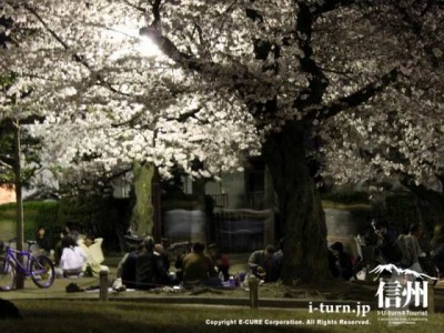松本城公園のお花見