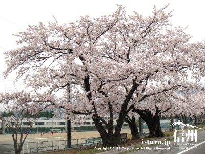 松商学園の校庭横の桜