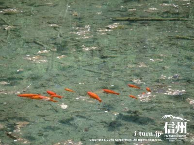 桜池の金魚