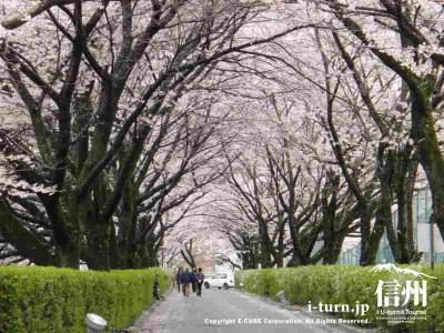 桜のトンネルはキレイ