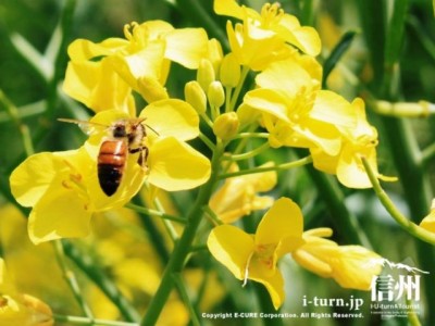 菜の花にとまるミツバチ