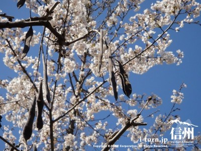 桜と枯れた藤の実