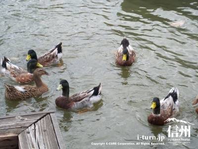 塩沢湖・湖面に遊ぶ鴨