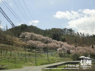 春に桜の咲いている高遠の山裾