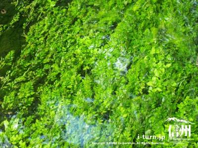 梅花藻が見えるほどきれいに透きっ通った川