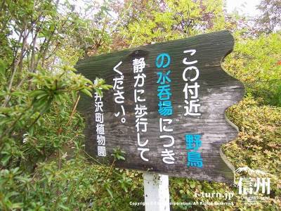 軽井沢植物園内⑦小鳥の水飲み場