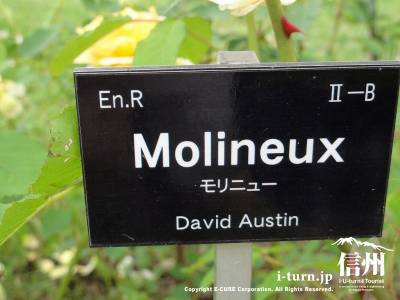 Molineux（モリニュー）