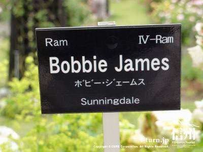 Bobbie James（ボビー・ジェームス）