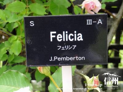Felicia （フェリシア）
