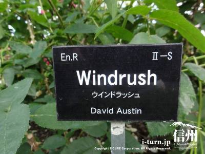 Windrush（ウインドラッシュ）