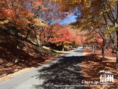 道の両側に紅葉があり紅葉並木になっています
