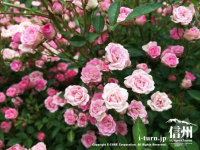 ピンクでとても可愛らしいこの花は「須恵姫」